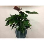 Potted plant with dark green leaves in a blue vase.