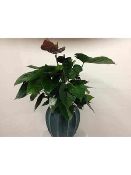 Potted plant with dark green leaves in a blue vase.
