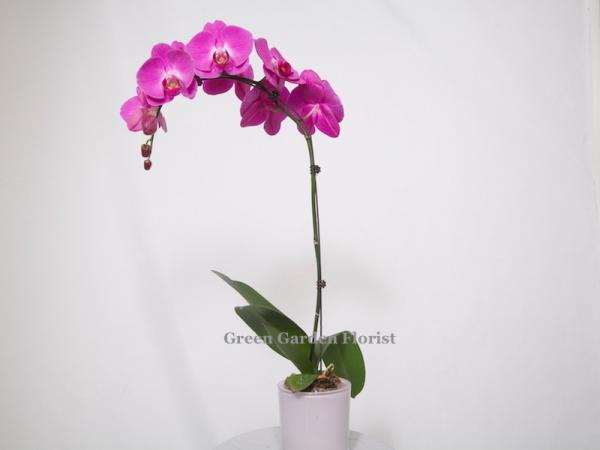 Single Large Purple Orchid Purple orchid floral arrangement for anniversary — Flower Empire Aurora florist serving Markham