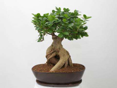 Ficus Bonsai