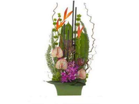 Green Summer Arrangement Purple orchid arrangement for anniversary — Flower Empire Aurora florist serving Mississauga