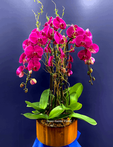 Purple Orchid Planter Purple orchid planter for birthday — Flower Empire Aurora florist serving Richmond Hill