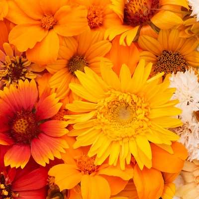 fall Flower Empire - Toronto Florist & Online Flower Delivery