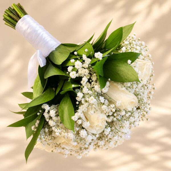 Evergreen Ivory